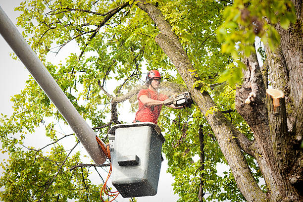 Best Tree Trimming and Pruning  in Union Hill Novelty Hill, WA